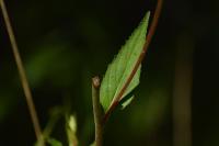 Epilobium montanum