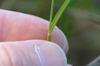 Phleum nodosum