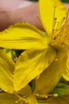 Hypericum perforatum