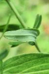 Hypericum perforatum
