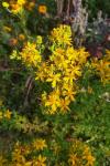 Hypericum perforatum