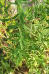 Hypericum perforatum