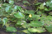 Nuphar lutea