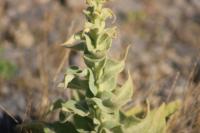 Verbascum thapsus