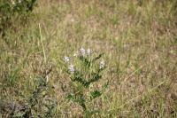 Galega officinalis