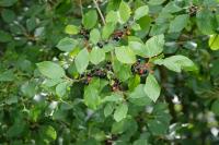 Frangula alnus