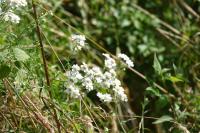 Achillea ptarmica