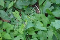 Fumaria officinalis