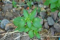 Mercurialis annua