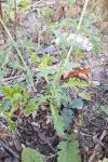 Verbena officinalis