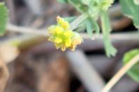 Medicago lupulina
