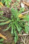 Crepis capillaris