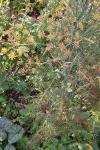 Foeniculum vulgare