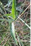 Sonchus arvensis