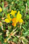 Lotus corniculatus