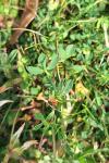 Lotus corniculatus