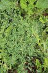 Polygonum aviculare