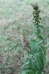 Epipactis helleborine