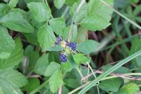 Rubus caesius