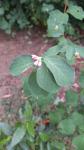 Symphoricarpos albus