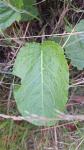 Rumex obtusifolius