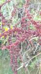 Rumex obtusifolius