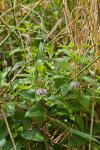 Mentha arvensis