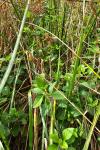 Mentha arvensis