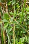 Mentha arvensis