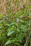 Mentha arvensis