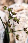 Juncus articulatus