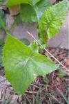 Sonchus oleraceus