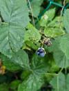 Rubus idaeus