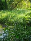 Carex pendula