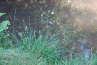 Carex sylvatica
