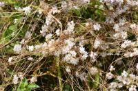Cuscuta epithymum