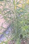 Erigeron canadensis