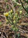 Andryala integrifolia