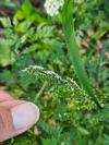 Aethusa cynapium