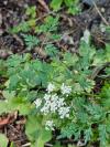 Aethusa cynapium