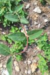 Lonicera periclymenum