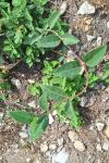 Lonicera periclymenum