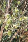 Eryngium campestre