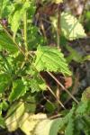 Stachys sylvatica