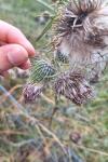 Cirsium vulgare