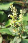 Teucrium scorodonia