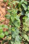 Teucrium scorodonia