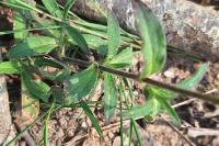 Silene latifolia