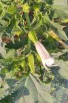 Datura stramonium