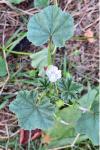 Malva neglecta